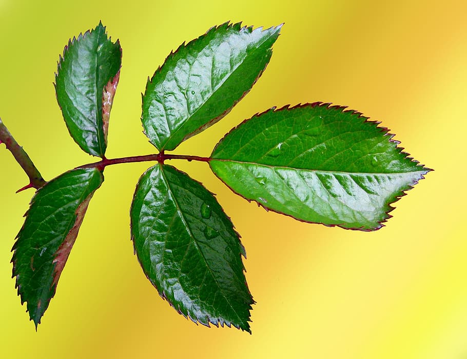 close up photo of green leaf, rosenblatt, jagged, flower, plant HD wallpaper