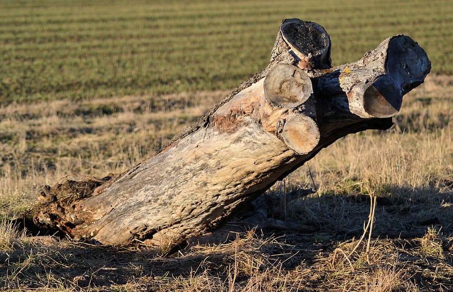 Tree Stump, Nature, Dead, Log, morsch, old, wood, vörstetten HD wallpaper