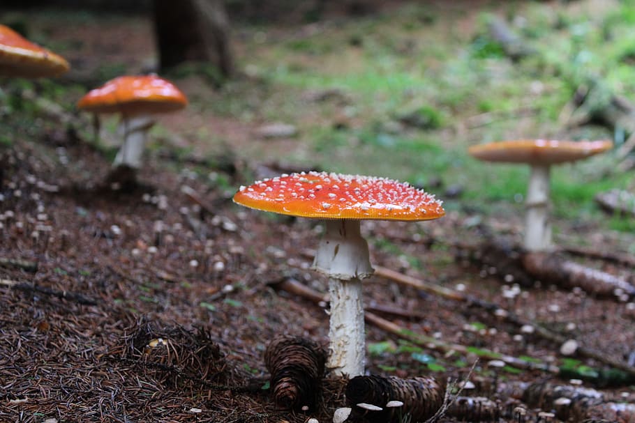 fungus, forest, toadstool, mushrooms, vegetable, food, land HD wallpaper