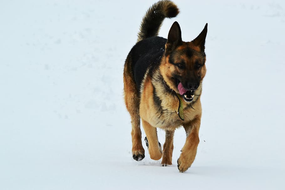 dog, winter, snow, run, the german shepherd dog, pets, animal HD wallpaper