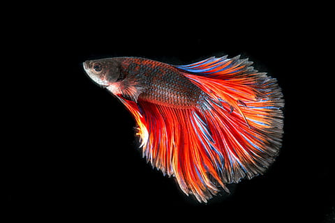 HD wallpaper: red and blue guppy fish photo, fighting fish, three color,  battle | Wallpaper Flare