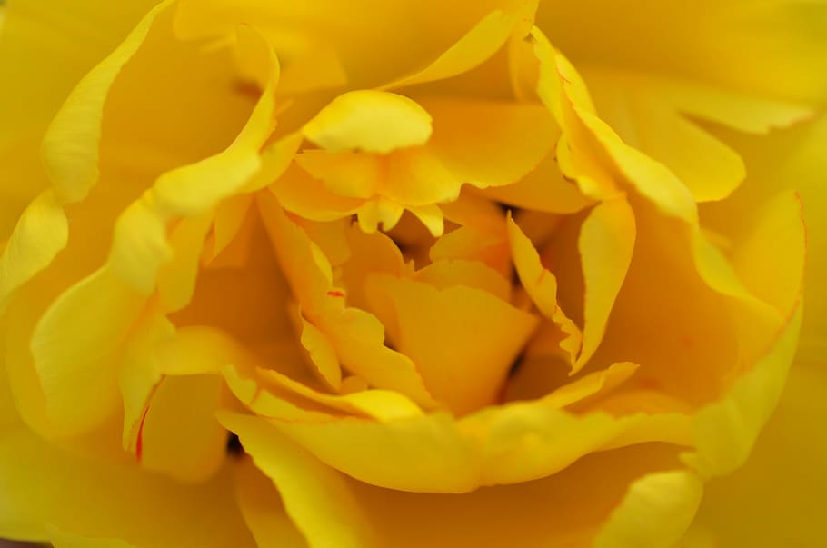 rose, yellow, petals, spur, rose bloom, fragrant, close, flower HD wallpaper