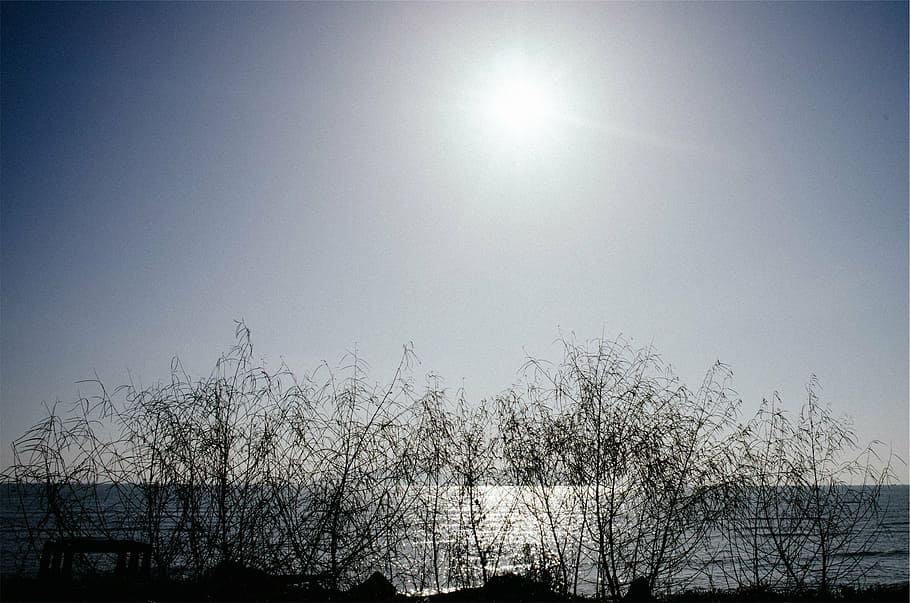 silhouette photography of bare tree, silouhette, daytime, sky HD wallpaper