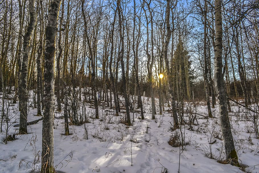 birch, trees, sunset, snow, nature, forest, bark, wood, natural HD wallpaper