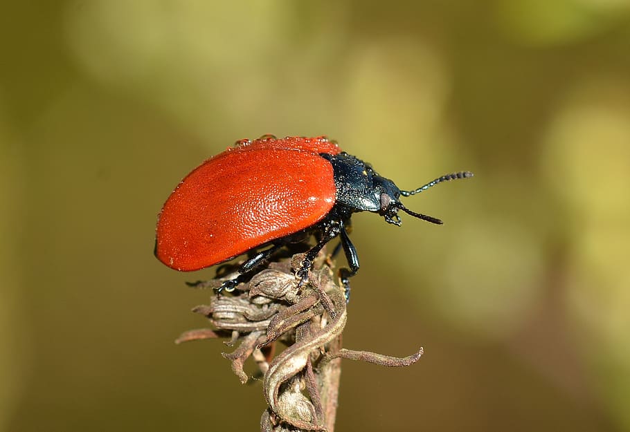 chrysomela, beetles, insects, populi, animal themes, invertebrate HD wallpaper