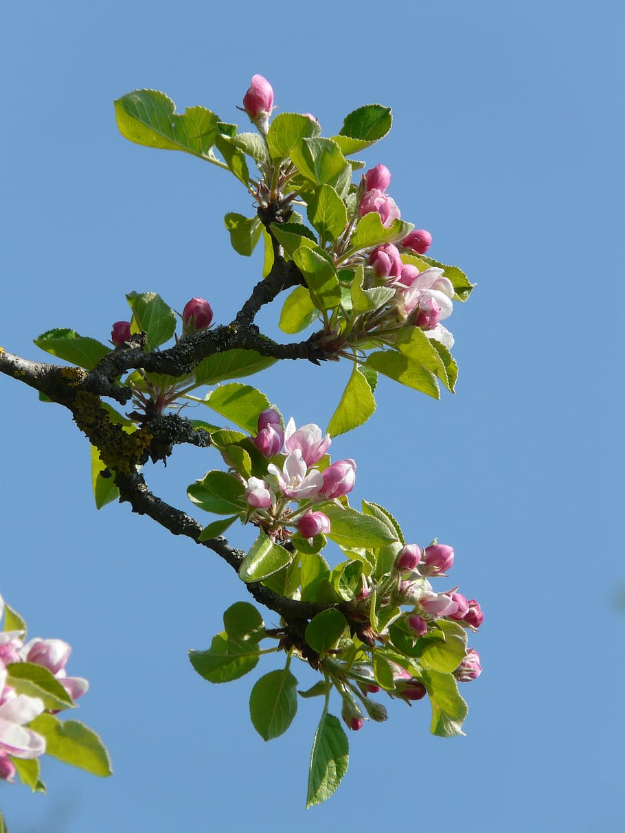Apple Blossom, Apple Tree, bloom, pink, branch, spring, beautiful, HD wallpaper