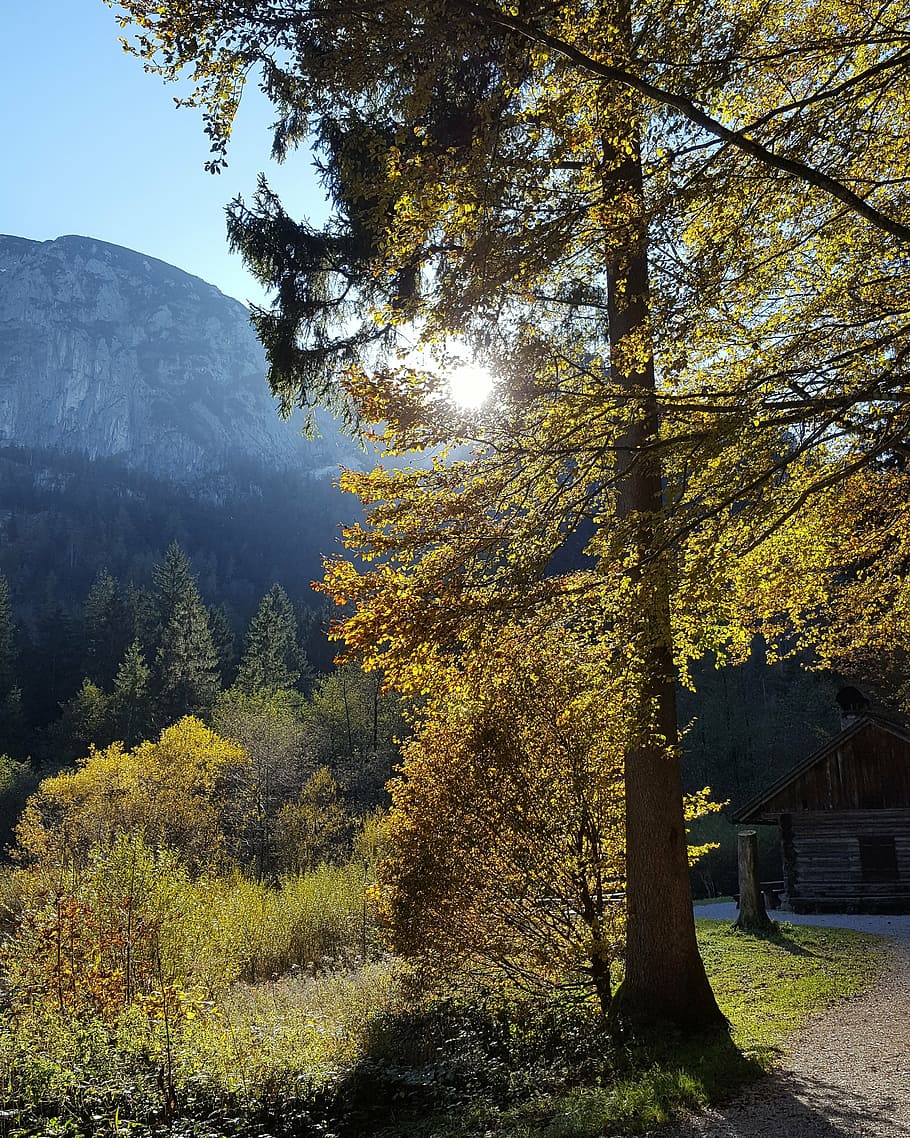 rest, hiking, landscape, tree, plant, growth, beauty in nature HD wallpaper