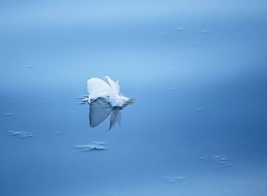 feather, white, water, waters, slightly, ease, floating, lost HD wallpaper