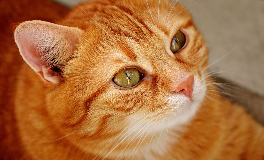 orange tabby cat, red, cute, mackerel, tiger, sweet, cuddly HD wallpaper