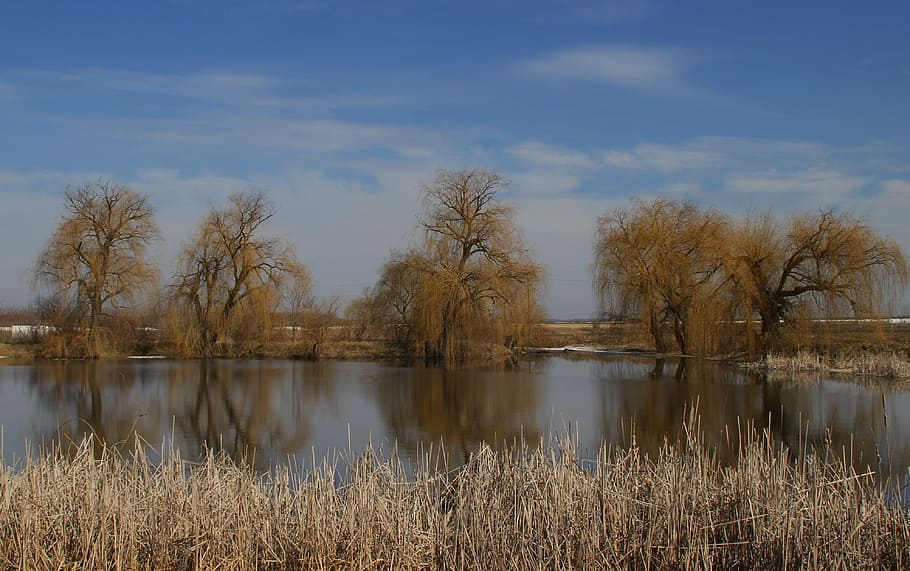 willow, reflection, water, landscape, yellow, sky, plant, lake HD wallpaper