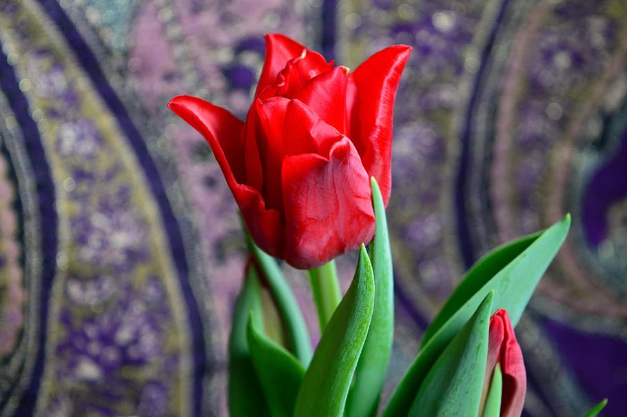 spring, flower, petal, flowering plant, beauty in nature, freshness HD wallpaper
