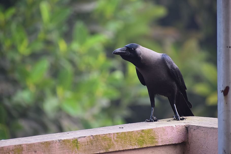 crow, black, nature, bird, wildlife, raven, wing, feather, symbol HD wallpaper