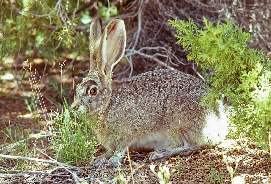 brown rabbit in forest during daytime, jackrabbit, wild, nature, HD wallpaper