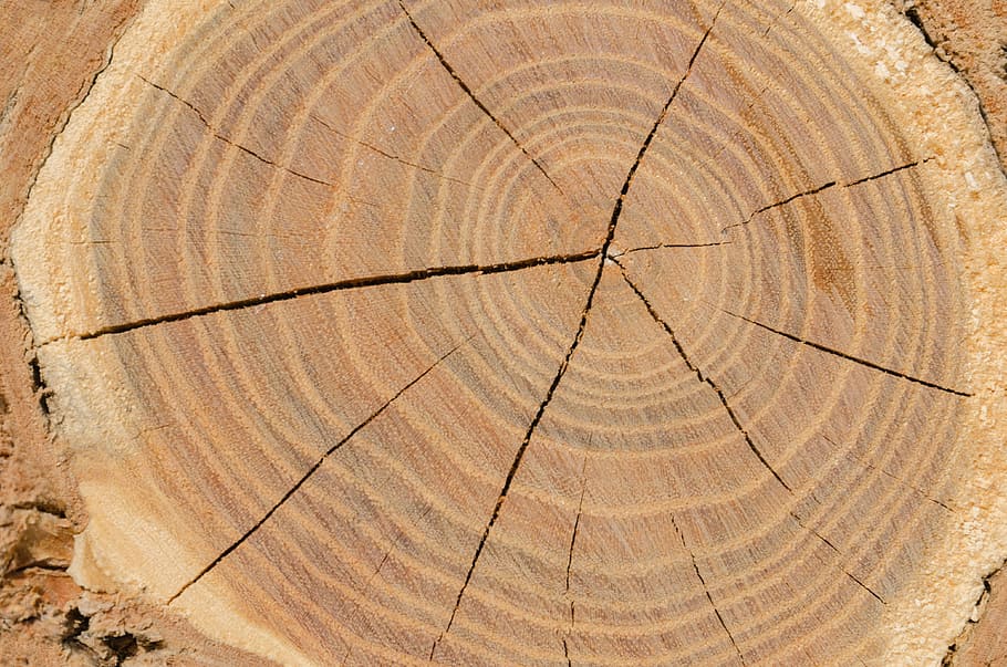 background, design, wood, tree ring, textured, backgrounds HD wallpaper