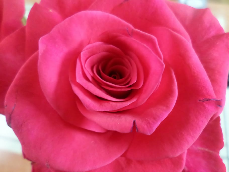 rose, thorn, flowering plant, beauty in nature, petal, close-up HD wallpaper