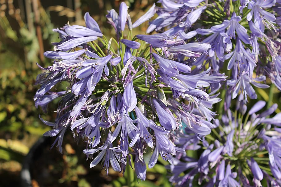 flora, flower, garden, flowering plant, fragility, purple, vulnerability HD wallpaper