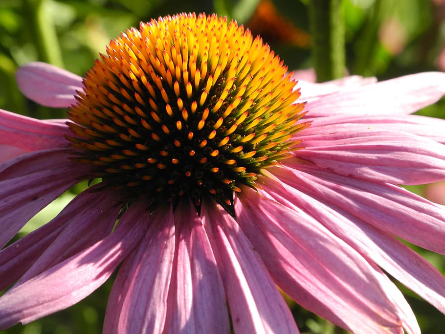 echinacea, coneflower, pink, blossom, bloom, strong, close up