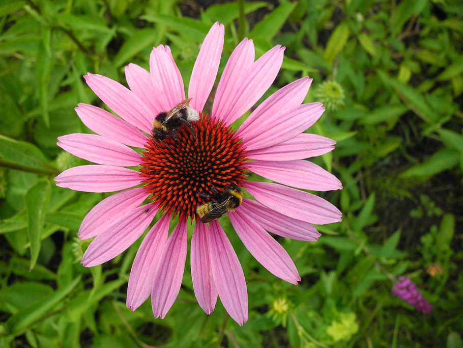 sun hat, bumblebees, pollination, nectar, flowering plant, fragility HD wallpaper