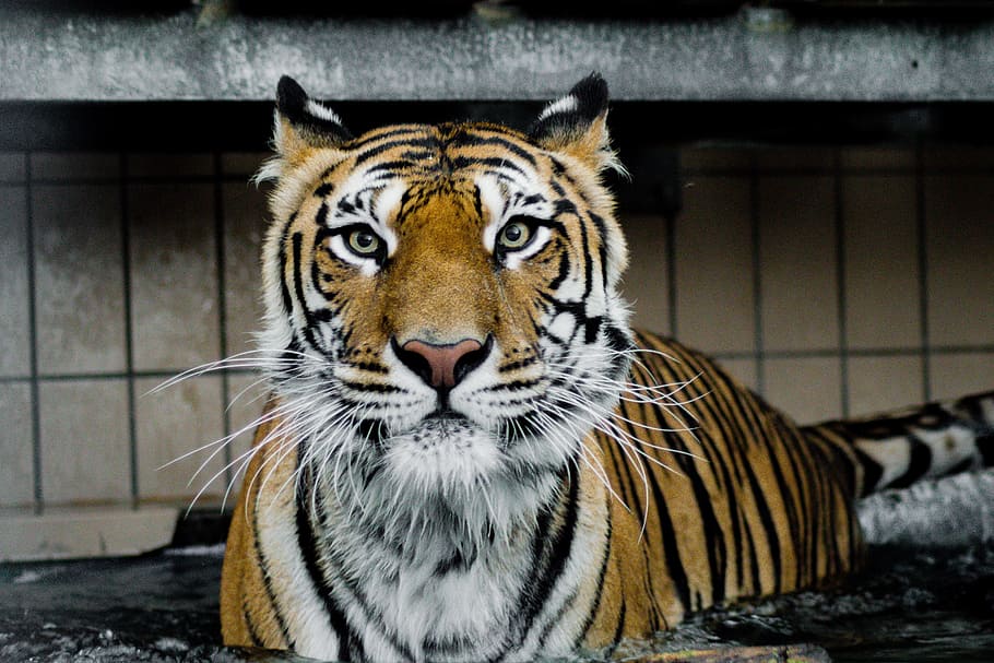 closeup photo of tiger, predator, wildcat, eyes, siberian tiger HD wallpaper