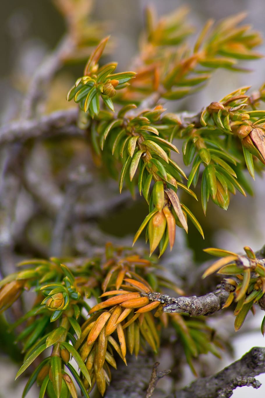 Leafs, Pine Tree, Forest, green, mountain vegetation, green color HD wallpaper