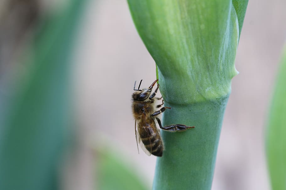 bee, insect, pollen, nature, pollination, beekeeping, animal themes HD wallpaper