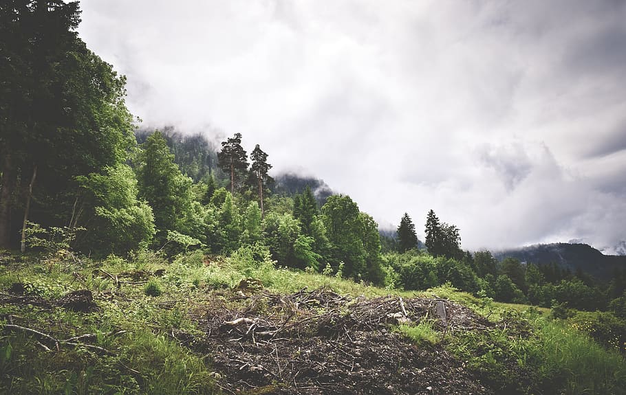 green, grass, trees, plant, nature, outdoor, sky, clouds, forest HD wallpaper