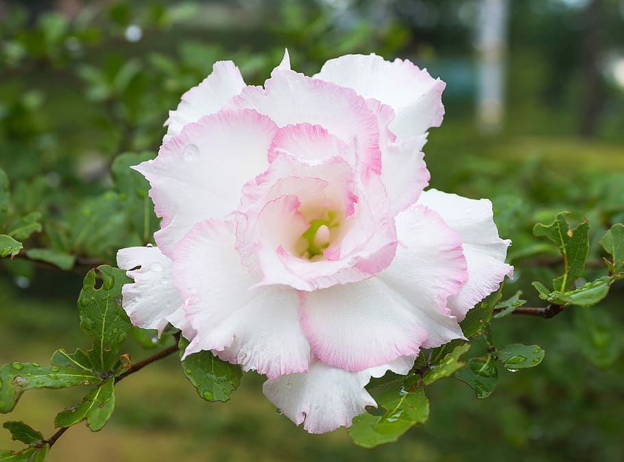 Nice, Flower, in, art, pink color, no people, peony, fragility HD wallpaper