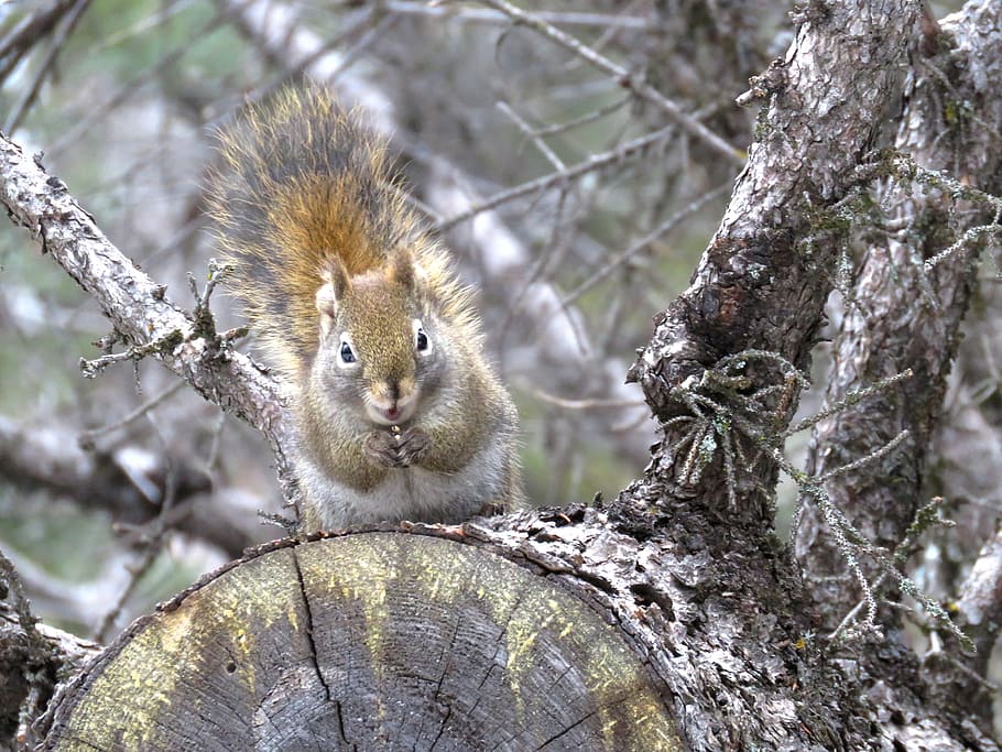 Red Squirrel, Spring, Nature, wildlife, cute, animal wildlife HD wallpaper