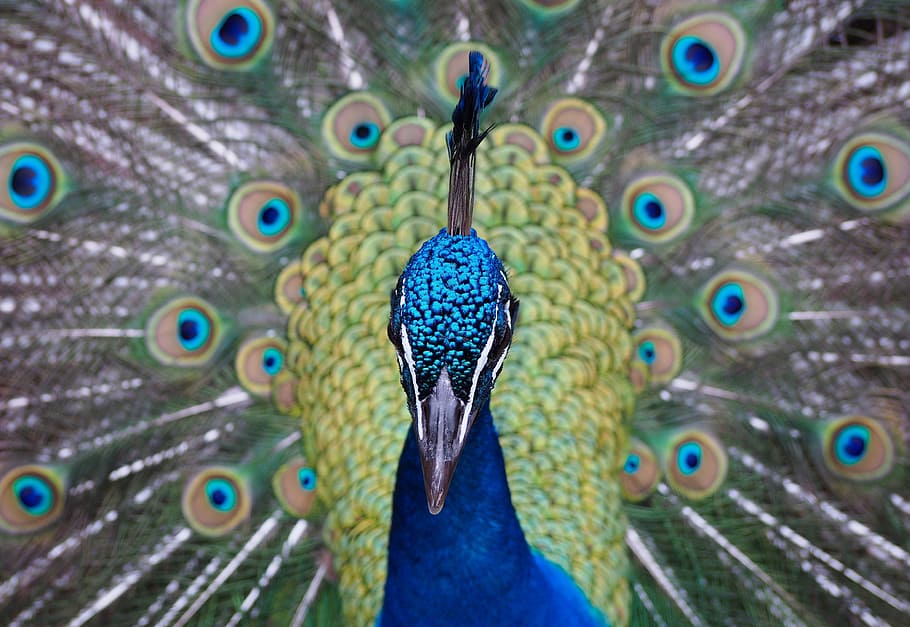 Peacock, Peacocks, Bird, Front, Animal, peacock feather, fanned out HD wallpaper