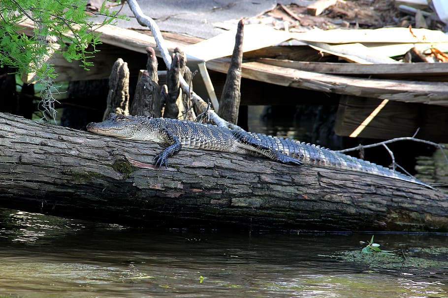 alligator, swamp, bayou, animal, crocodile, louisiana, wildlife, HD wallpaper