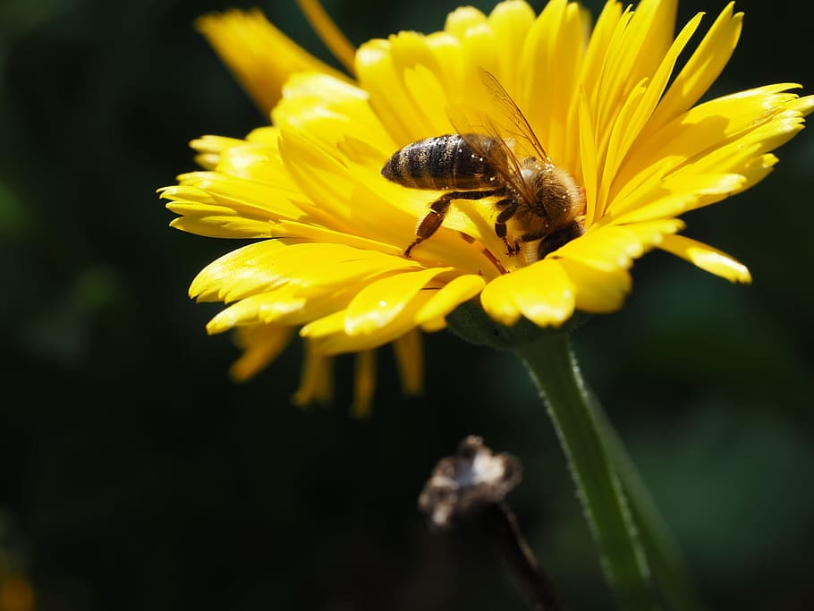 honey, bee, blossom, bloom, pollen, nature, bio, garden, summer HD wallpaper