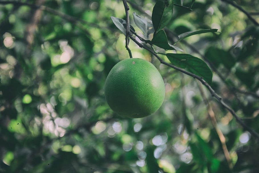 round green ripe fruit, green fruit, lime, citrus, leaf, branch HD wallpaper