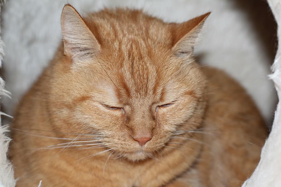 cat, red, sleep, red cat, pet, domestic cat, animal, animal themes HD wallpaper