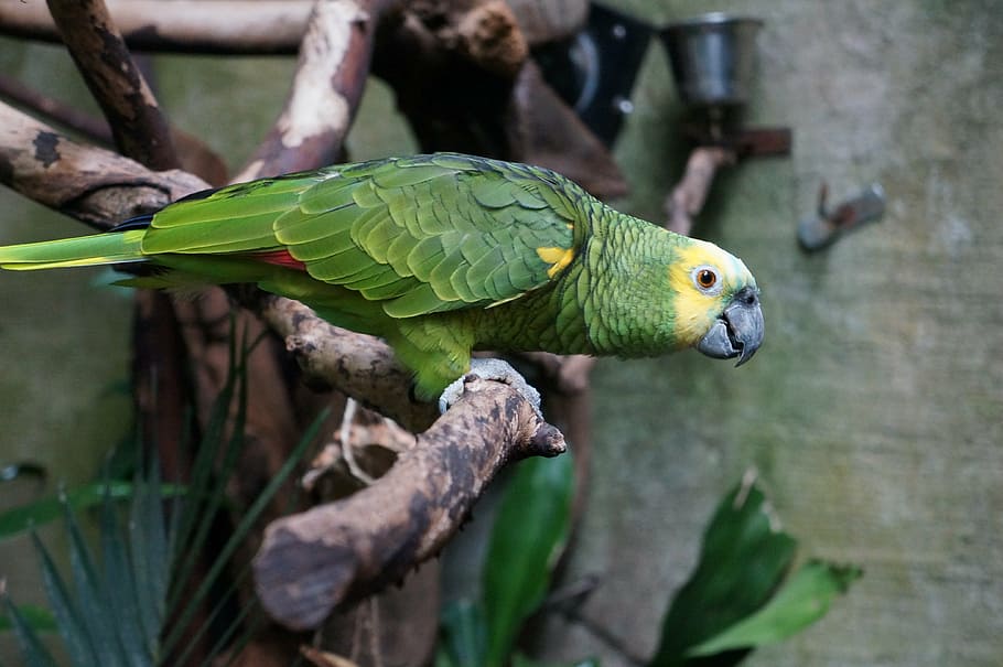 green parrot perched on branch, ara, bird, animal, zoo, nature HD wallpaper