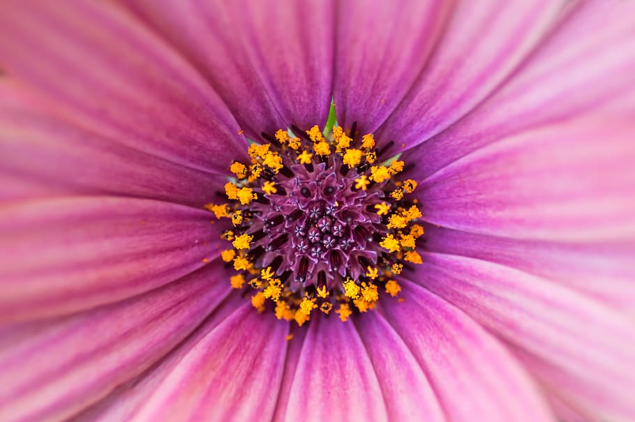 macro-shot photography of pink and yellow petal flower, micro photography of purple petaled flower HD wallpaper