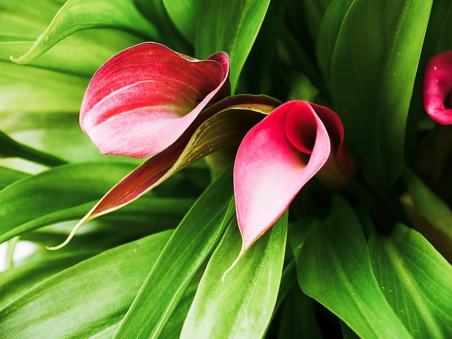 Calla, Flower, red, red flower, leaf, plant, growth, green color HD wallpaper