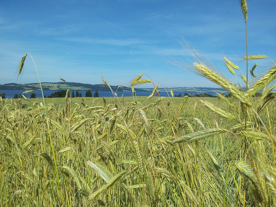 building, straw, grain, grass, summer, land, sky, plant, growth HD wallpaper