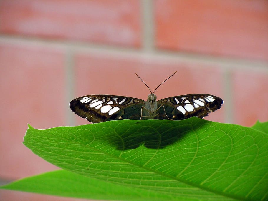 butterfly, colorful, insect, nature, butterfly - Insect, animal HD wallpaper