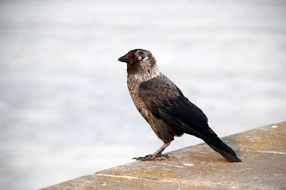 bird, nature, eye, beak, animal wildlife, animals in the wild HD wallpaper