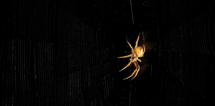 arachnid, spider, insect, animal, one animal, animal wildlife HD wallpaper