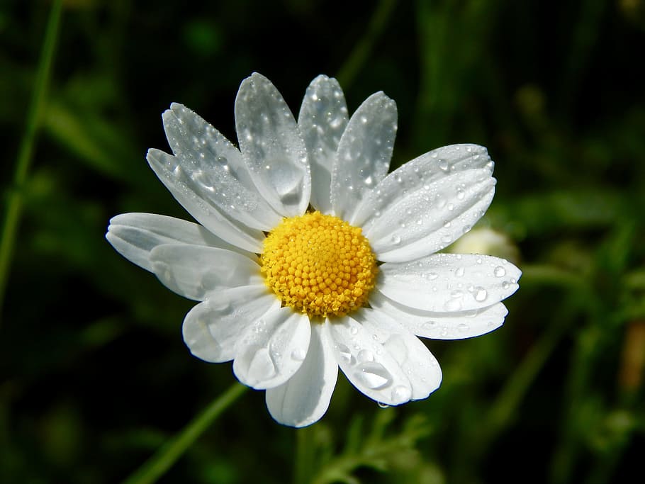 Flower, Nature, Daisies, fragility, petal, white color, beauty in nature HD wallpaper