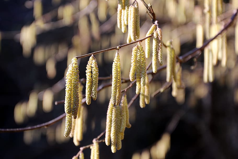 kittens, bush, spring, bloom, nature, focus on foreground, pussy willow HD wallpaper