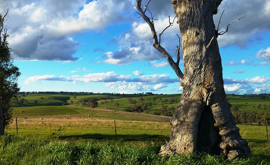 tree, field, scenic, nature, rural Scene, summer, landscape HD wallpaper