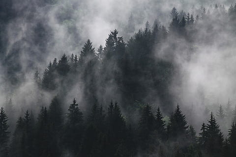 trees covered with thick smoke, forest covered with fog, mist HD wallpaper