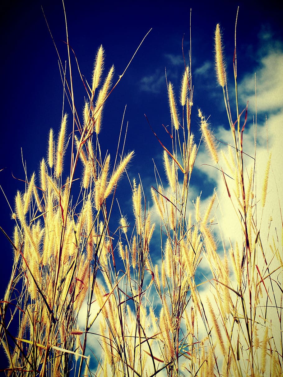 field, filter, flora, flower, foliage, garden, images, landscape HD wallpaper