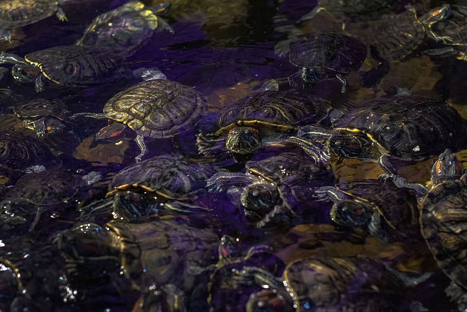 turtle, tortoise, water, a lot, animals in the wild, animal wildlife HD wallpaper