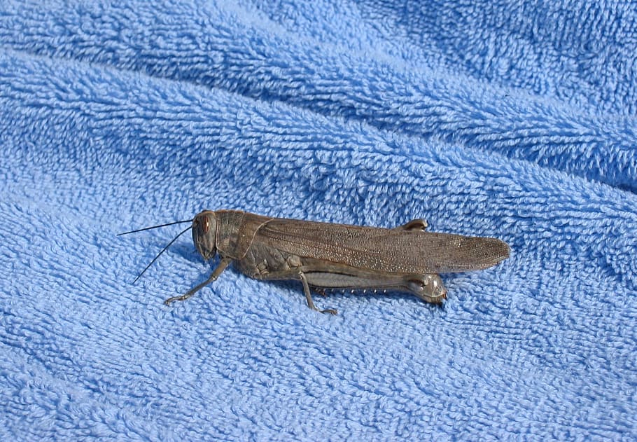 Grasshopper, Insect, Bug, Fly, Antenna, nature, wildlife, blue HD wallpaper