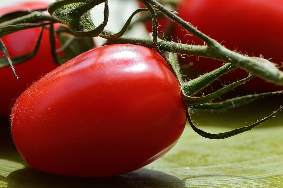 tomatoes, vegetables, macro, red, food, garden, healthy, market HD wallpaper