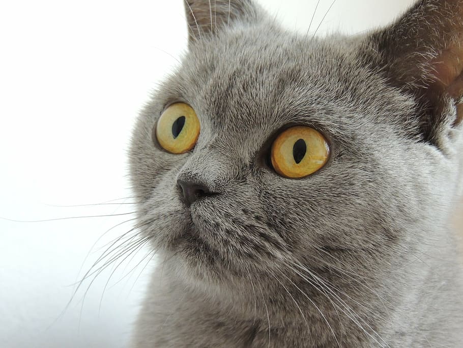 adult Russian blue, cat, eyes, view, face, animal, home, british shorthair HD wallpaper