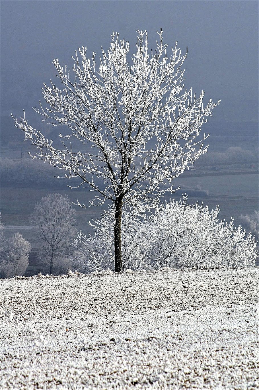 Winter, Tree, Snow, Wintry, tree with snow, landscape, bare tree HD wallpaper